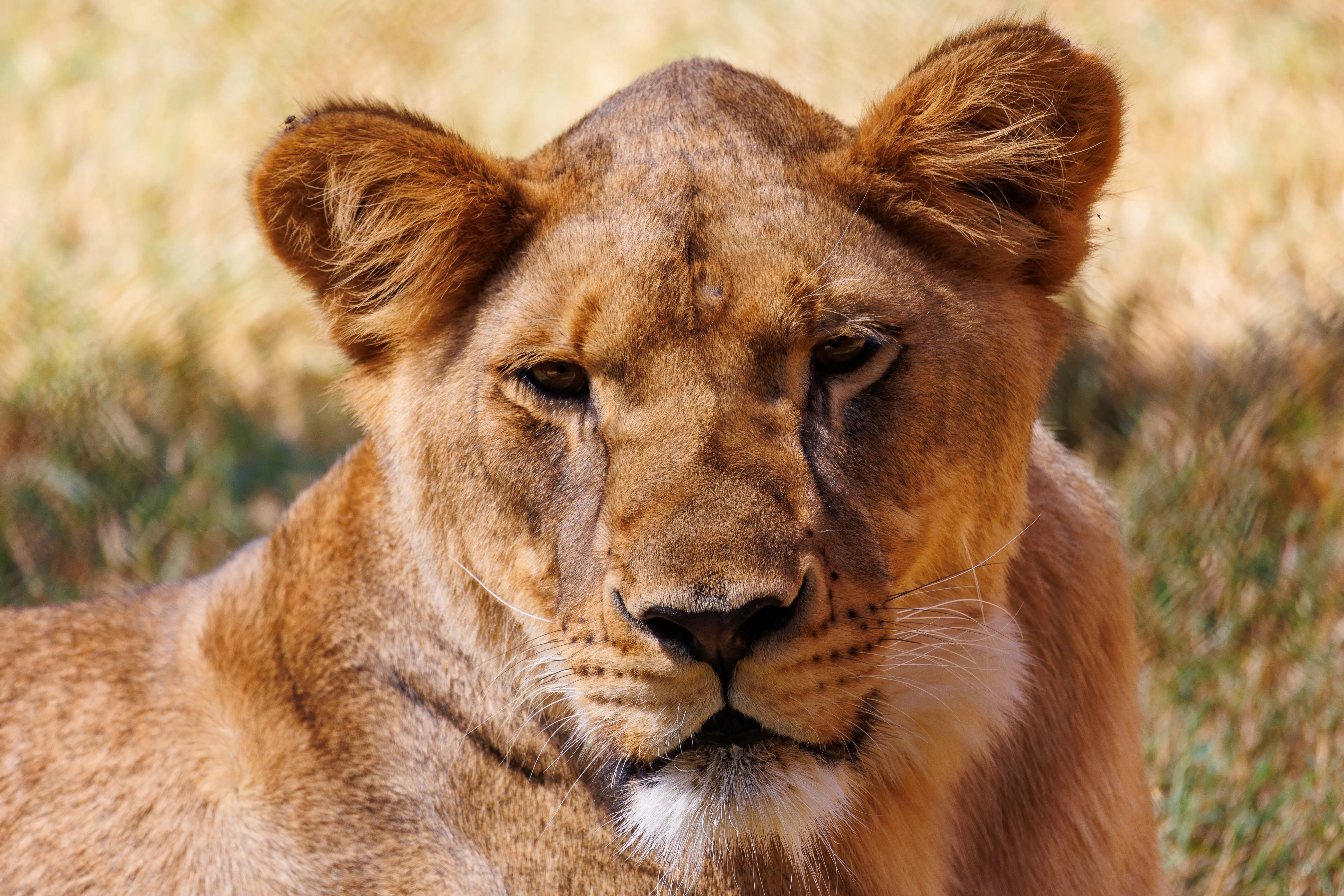 Lion photography by James Tucker